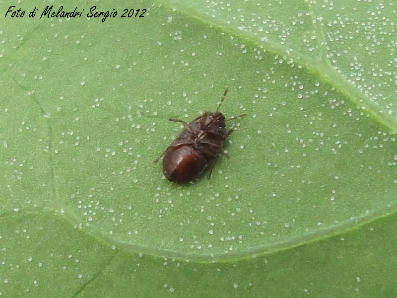 Cydnidae: Ochetostethus sp. della Romagna (RA)